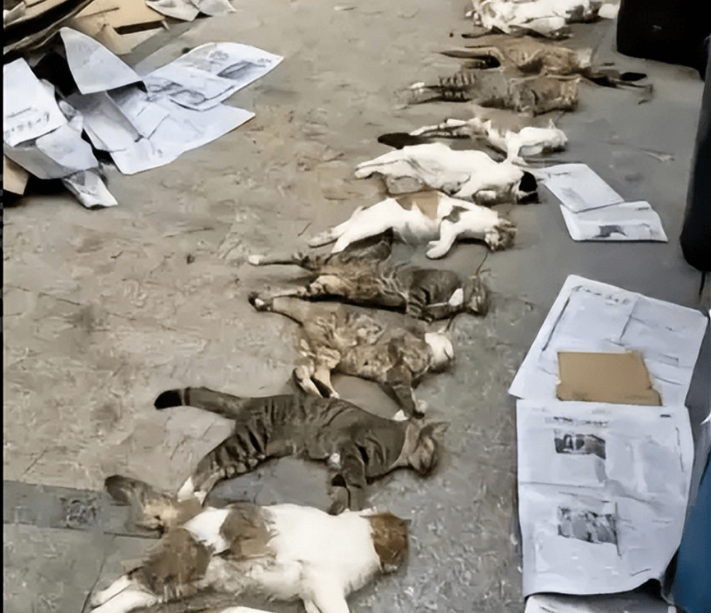 皇冠信用网代理_桂林编制考试刷掉第一名：别等社会淘汰你的孩子皇冠信用网代理，才后悔没教他