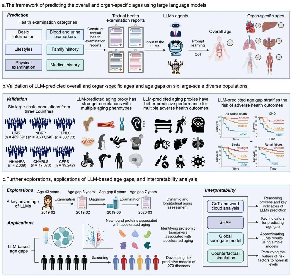 德國甲組聯賽_新疆维吾尔自治区人民医院杨毅宁教授团队联合清华大学团队首创AI“测龄”系统