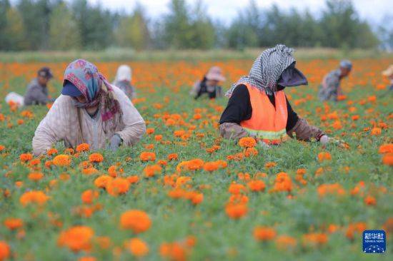 皇冠信用开户
_立秋农事正当忙