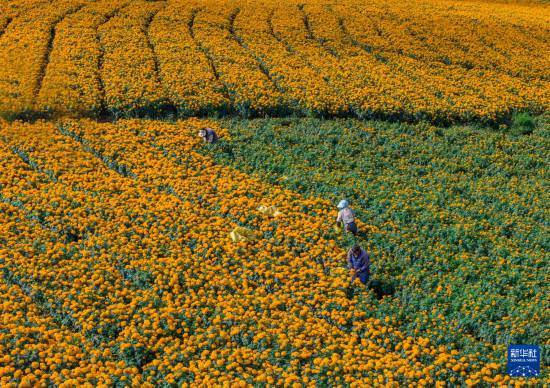 皇冠信用开户
_立秋农事正当忙