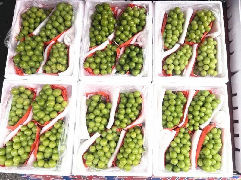 博托沙尼vs米耶尔库雷亚丘克_批发价低至2元/公斤！昆明这种水果大降价博托沙尼vs米耶尔库雷亚丘克，最贵曾卖到150元/公斤